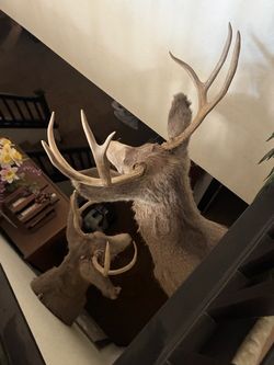 Deer heads