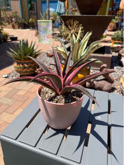 Mangave SNOW LEOPARD Plant