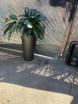 House plant