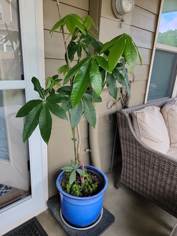 3 Foot, Chinese Money Plant Without Pot