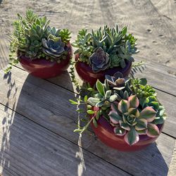  Succulent Arrangement In Ceramic Pot 
