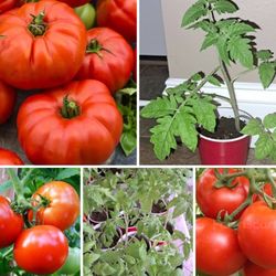 Tomato Plants:Big Boy, Beefsteak, Better Boy And Red Apple Tomato.  Each Plant $4 Or 2 Plants In Pot For $7
