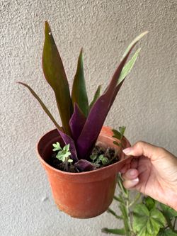 Oyster Plant (Tradescantia spathacea)