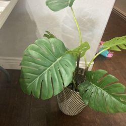 Fake Monsterra Plant That Will Fool Your Guests