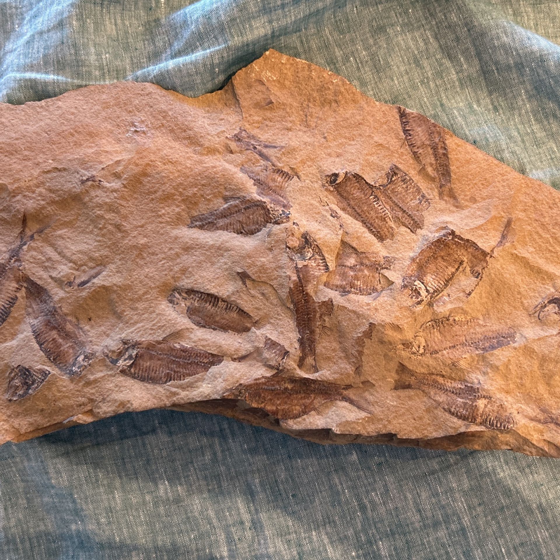 Museum , Quality, Very Large Fish, Fossil