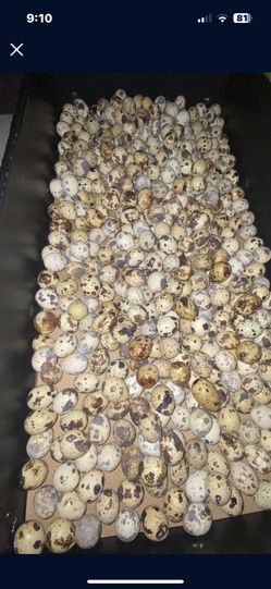 Quail And Quails Eggs
