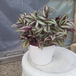 Wandering Jew Plant 6" Nursery Pot 