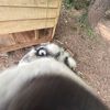 Kole
