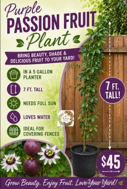 Purple passion fruit plant 🪴🍈💜