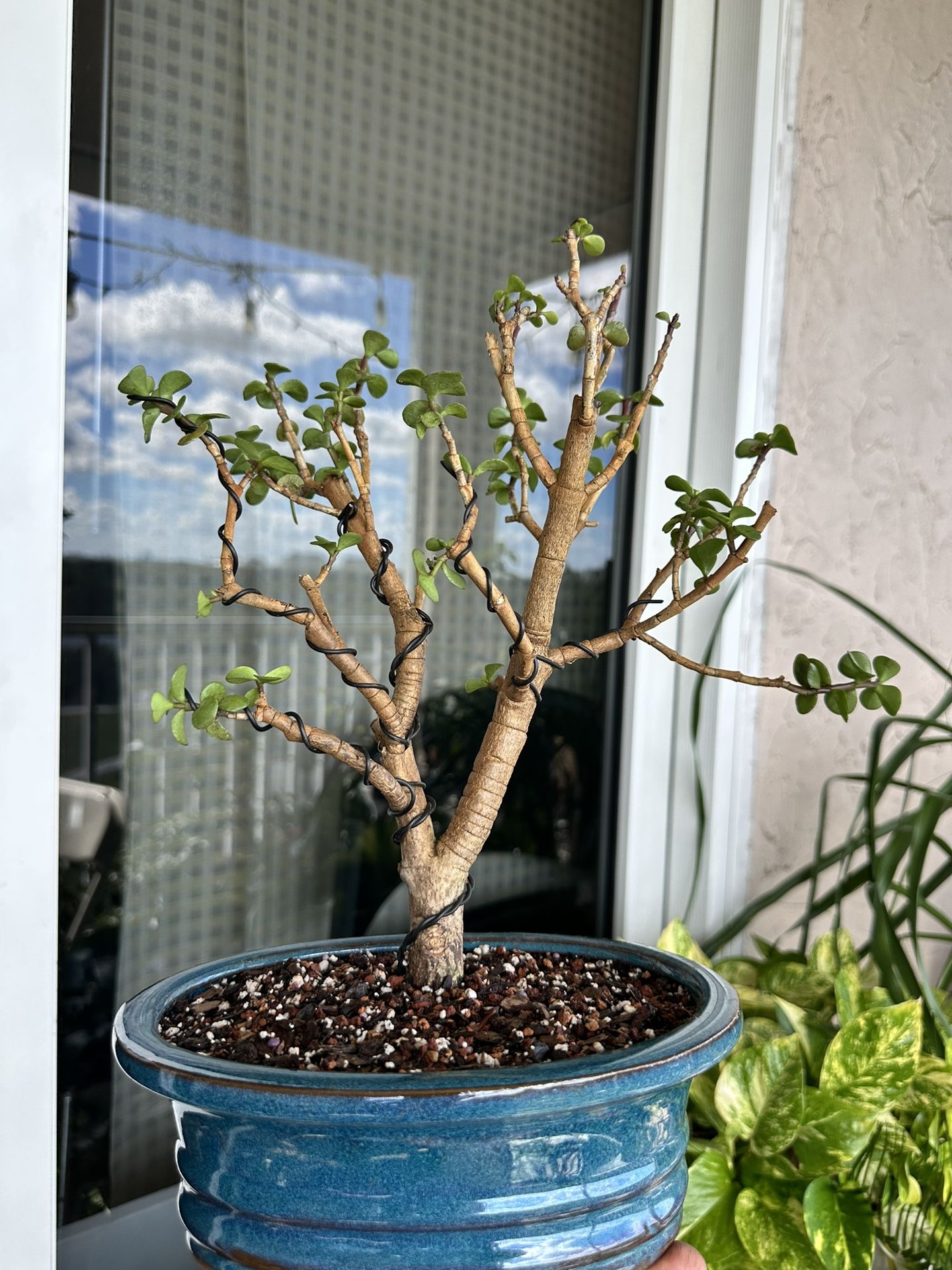 Bonsai Jade