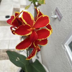 Dwarf Lucifer Canna Lily