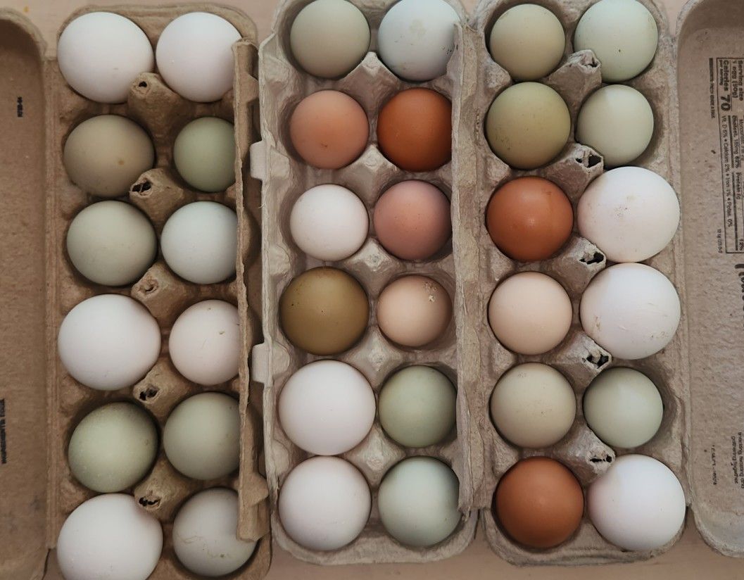 Chickens Eggs