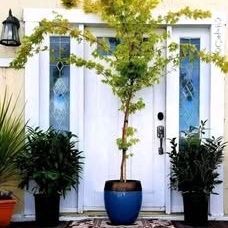 Beautiful Coral Bark Maple 🍁 