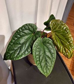Anthurium luxurians x radicans