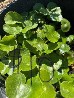 Mint, lemongrass, pumpkin, green onions, green mustard,Asian basil, jalapeno, Guta kola…