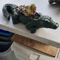 Alligator Planter With Succulents. 