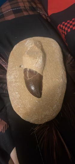 Real t-Rex tooth