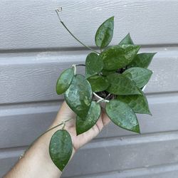 4” Hoya Black Margin
