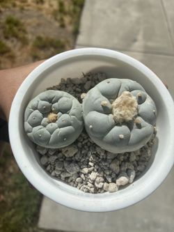 Fricci Super White, White As Snow 