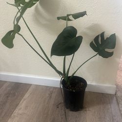 Plants for sale