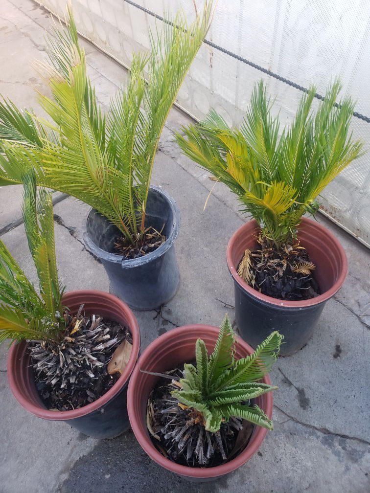Last 4 Small sago palms.