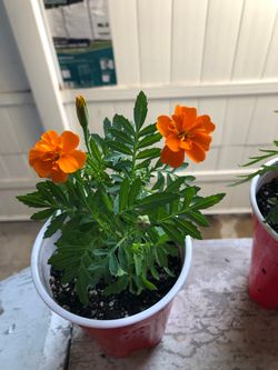 Marigolds