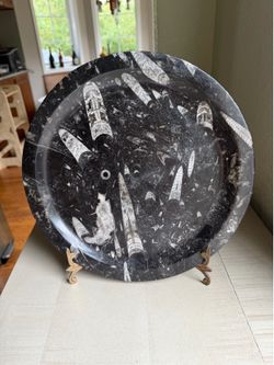 12" Polished Moroccan Orthoceras Fossil Platter