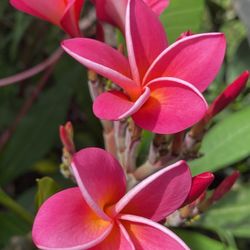 Plumeria