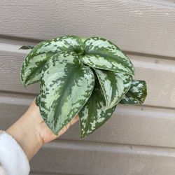 4” scindapsus silver splash