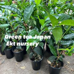 Exotic Fruit Tree Like I Posted