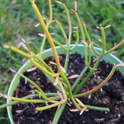 Pencil Cactus/Euphorbia Tirucalli
