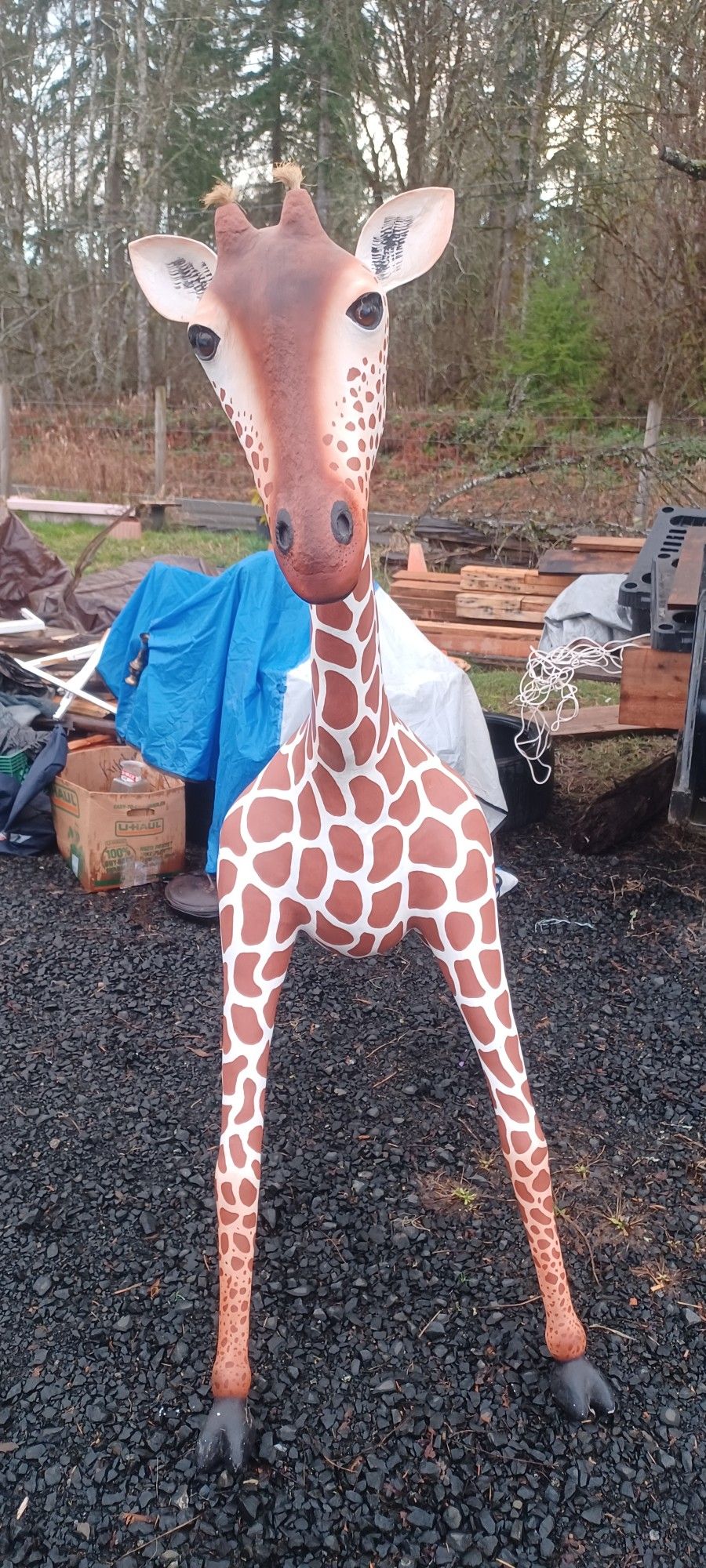 Giraffe