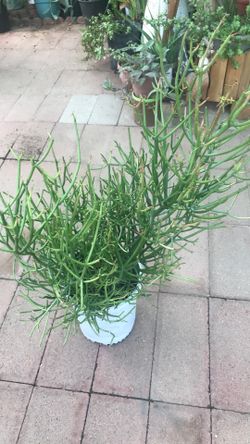 Planta de firestick