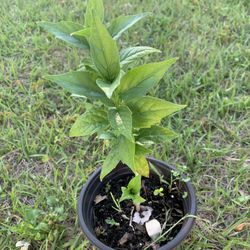 Parijat/ Coral Jasmine Plant
