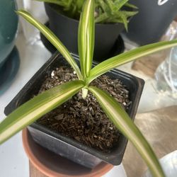 Spider Plant 
