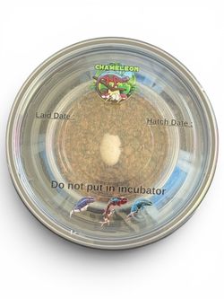 Mini Incubator for Chameleons
