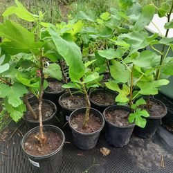 Fig Trees 1 Gallon Pot
