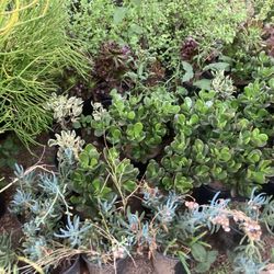 Plants 