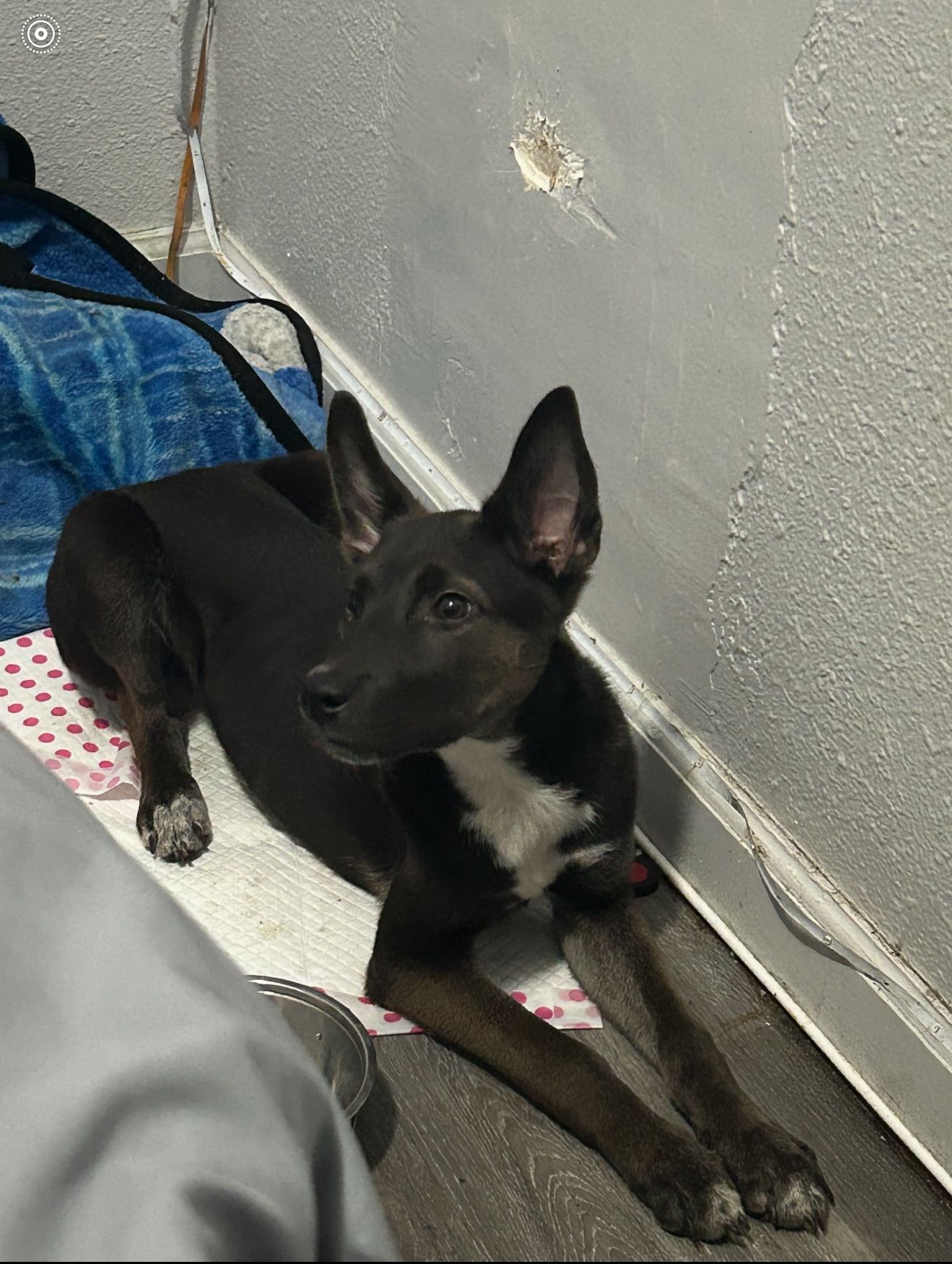 Giving Away My Dog