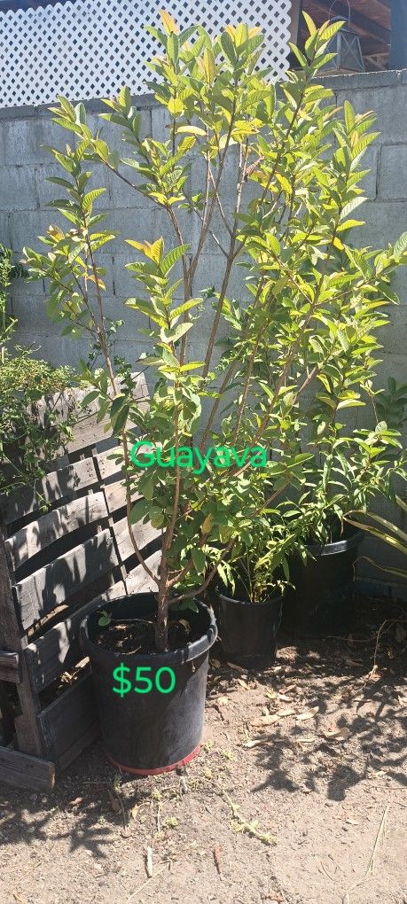 Arbolitos De Guayava Guava Trees