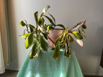 Peperomia