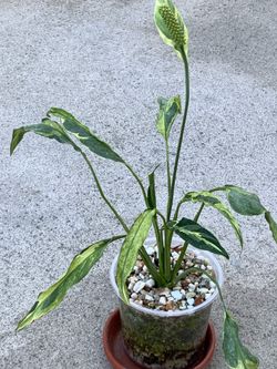 Spathiphyllum Curley Variegated