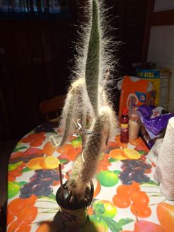 Nopal de viejito plant