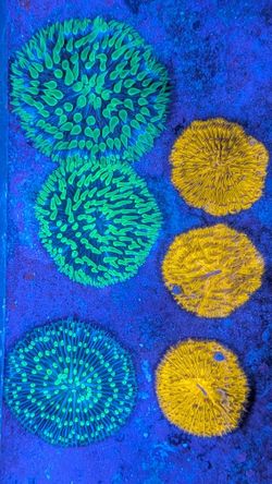 Plate Fungia Fake Coral Decorations Corals Marine Aquarium Fish Tank