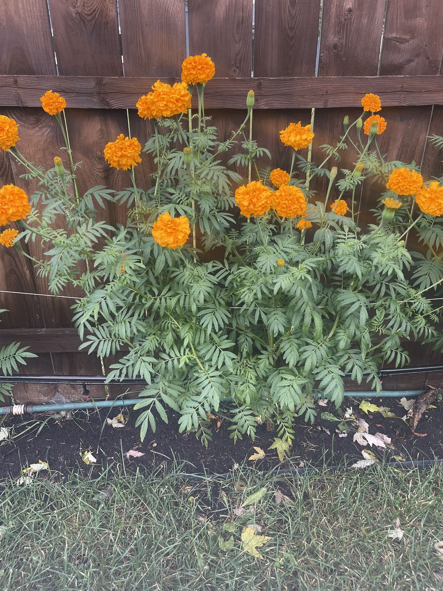 Flor De Cempasúchil