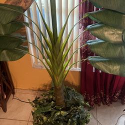 Tropical House Plant
