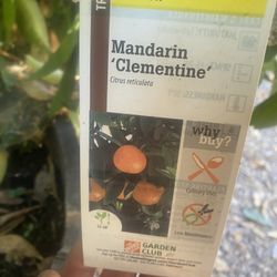 Clementine Mandarin Tree