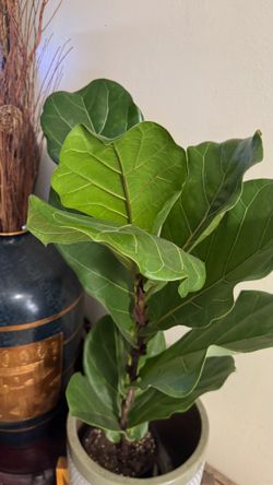 Fiddle Leaf