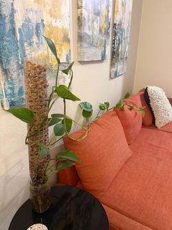 Giant 7’3” Pothos on Moss Pole – Hydro/LECA – Tons of Propagation Nodes