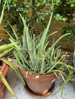 Large Aloe Plant Plants Many Young Plants